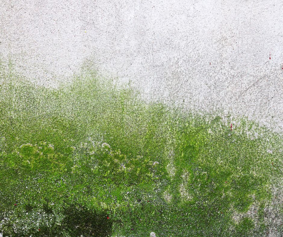 algae stained wall